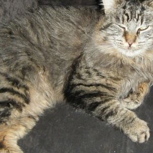 Meet your Posher, Maine